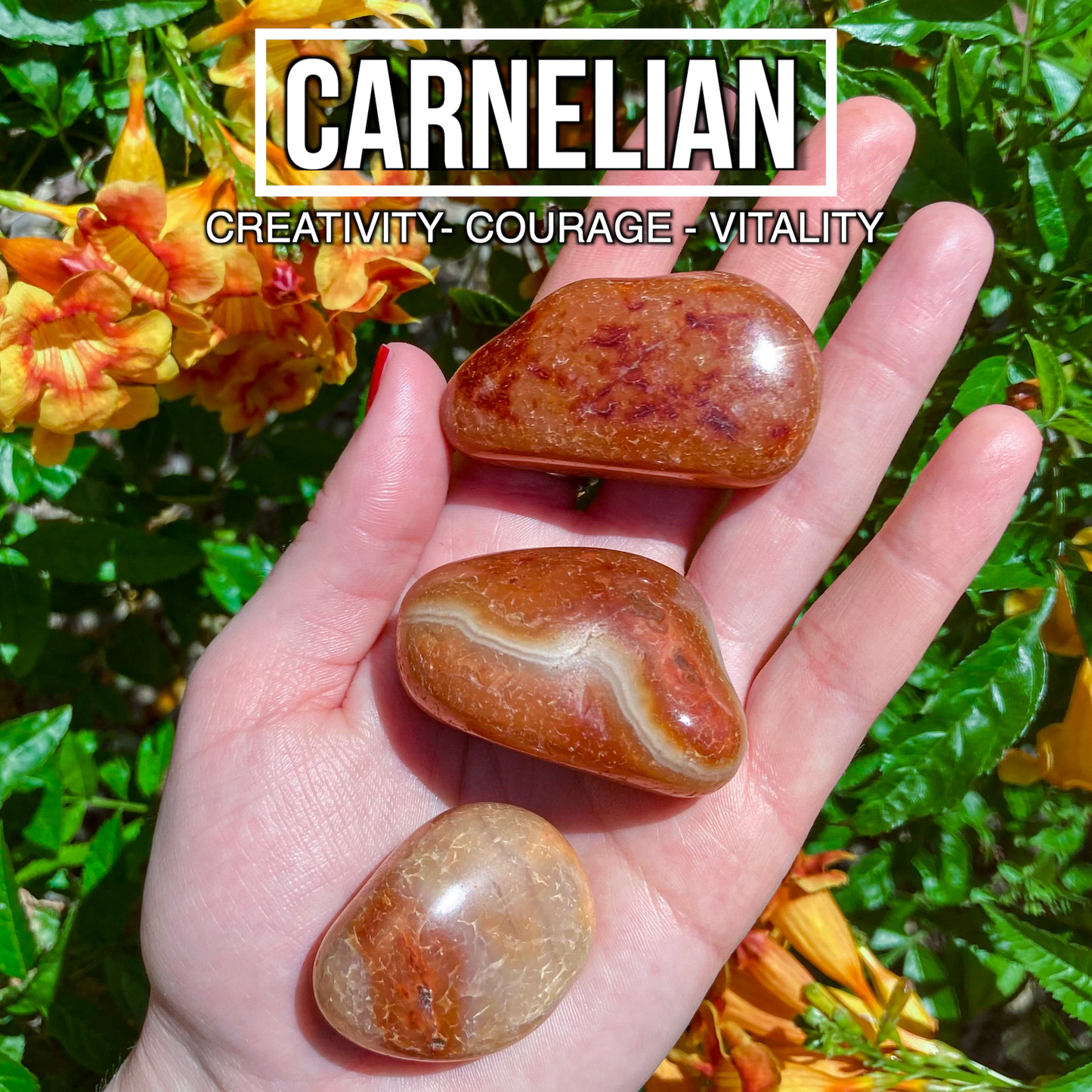 Carnelian (Pack of 3)