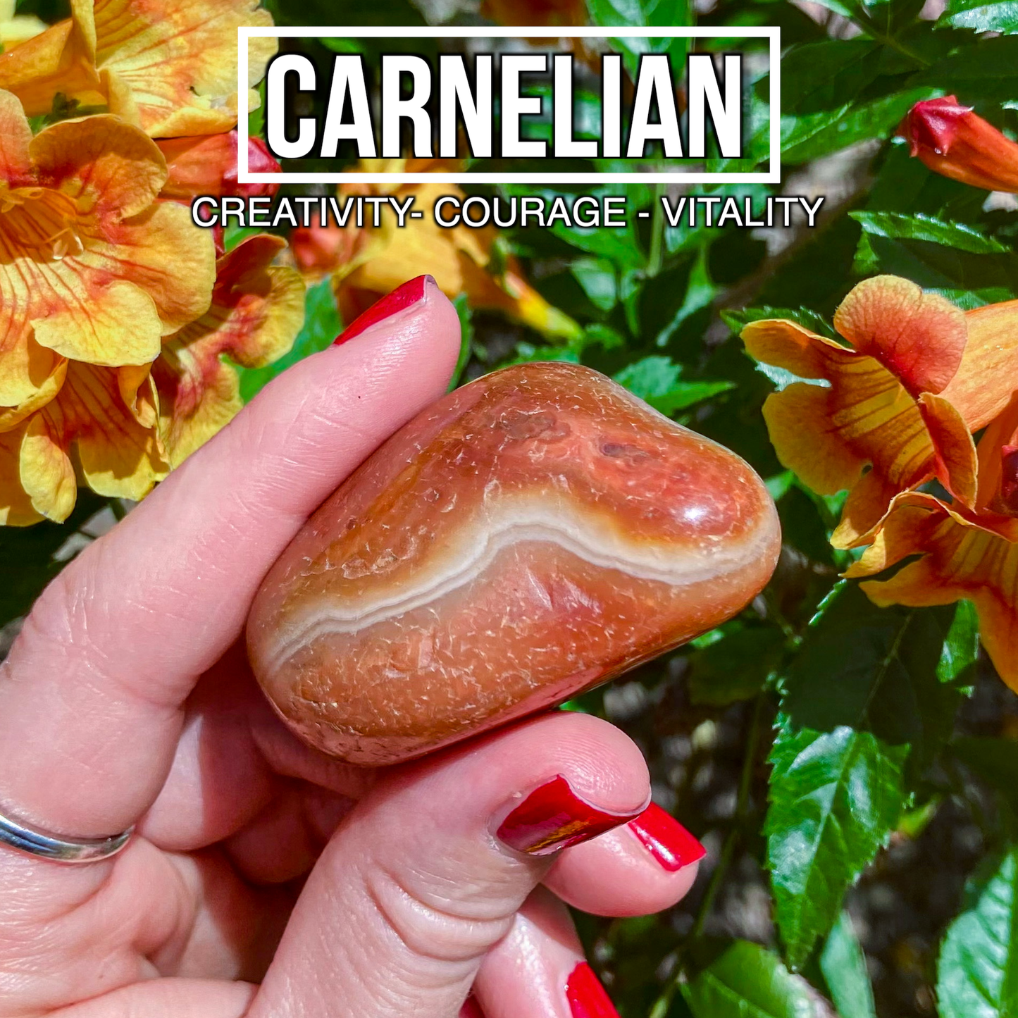 Carnelian (Pack of 3)