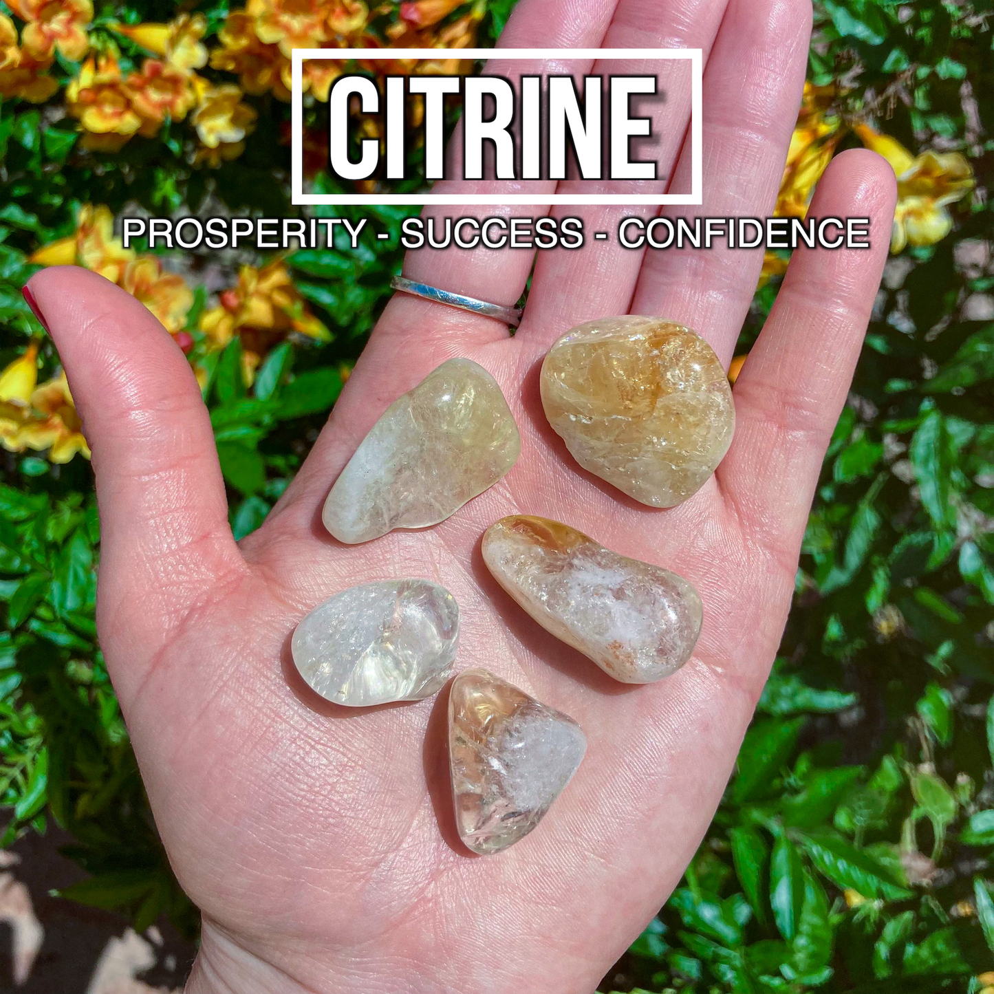 Citrine (Pack of 5)