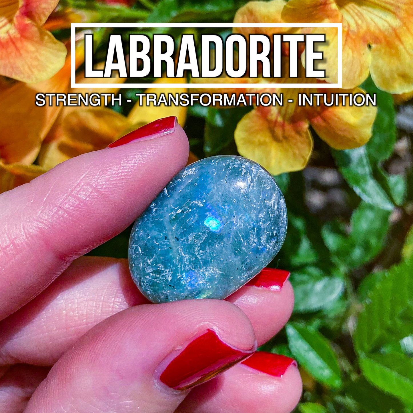 Labradorite (Pack of 5)