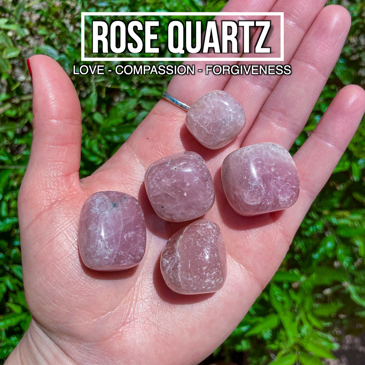 Rose Quartz (Pack of 5)