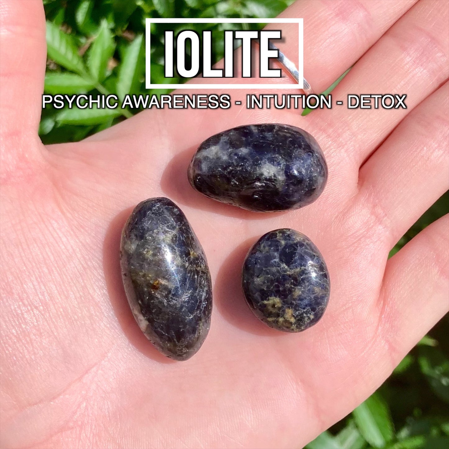Iolite (Pack of 3)