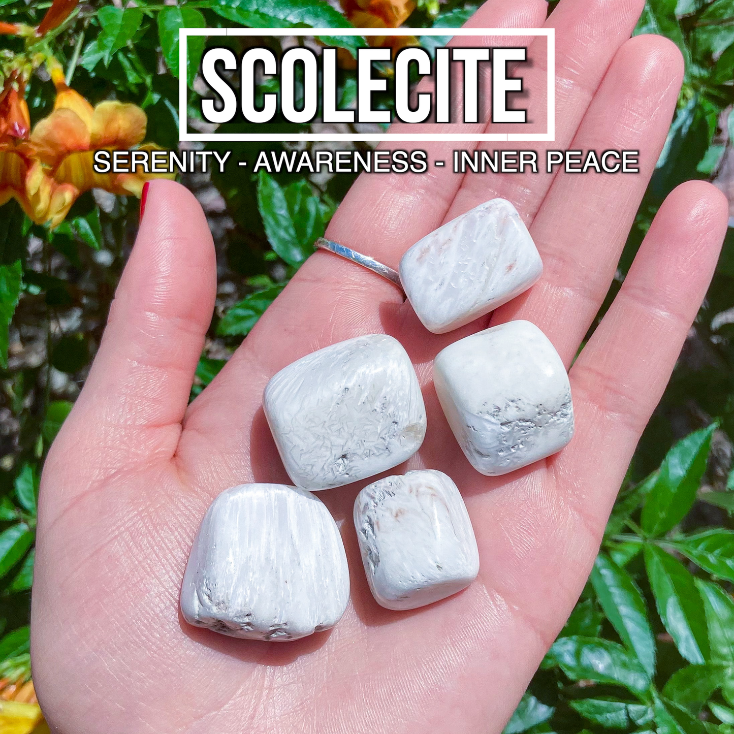 Scolecite (Pack of 5)