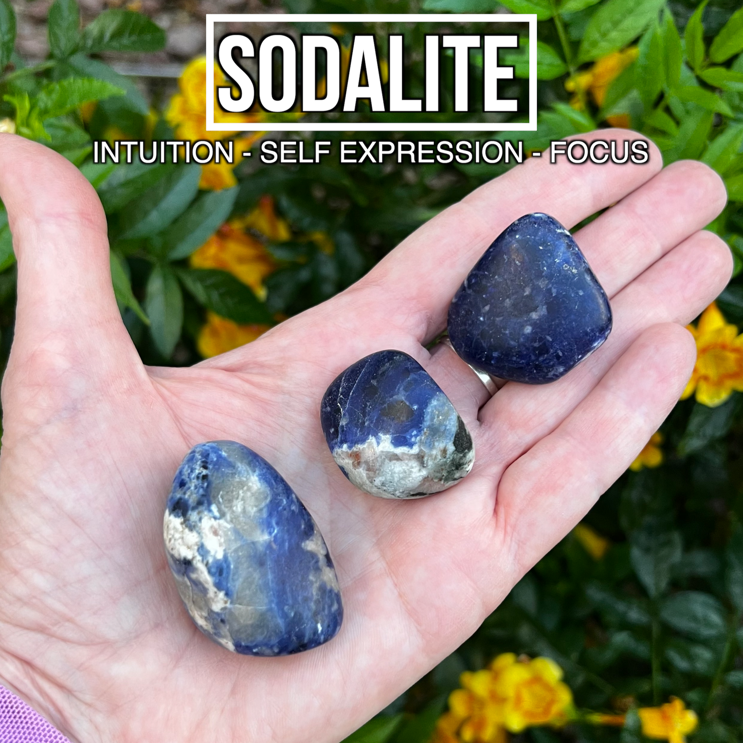 Sodalite (Pack of 3)