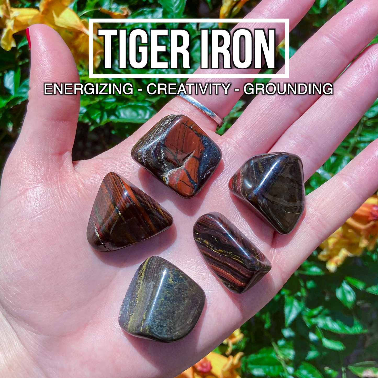 Tiger Iron (Pack of 5)